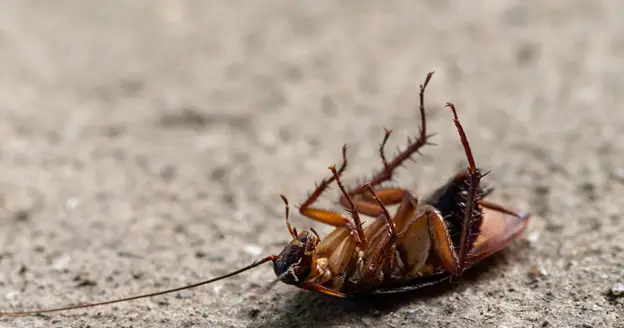 can pest control get rid of fleas